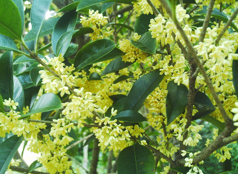 桂花開花