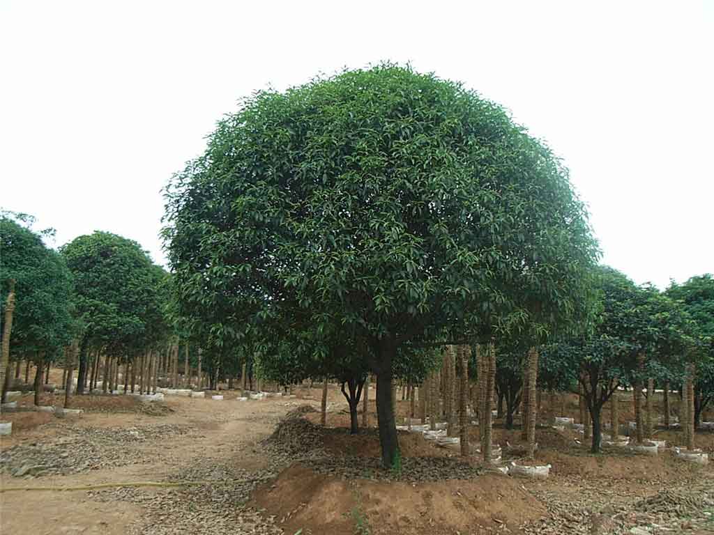 桂花種植技術