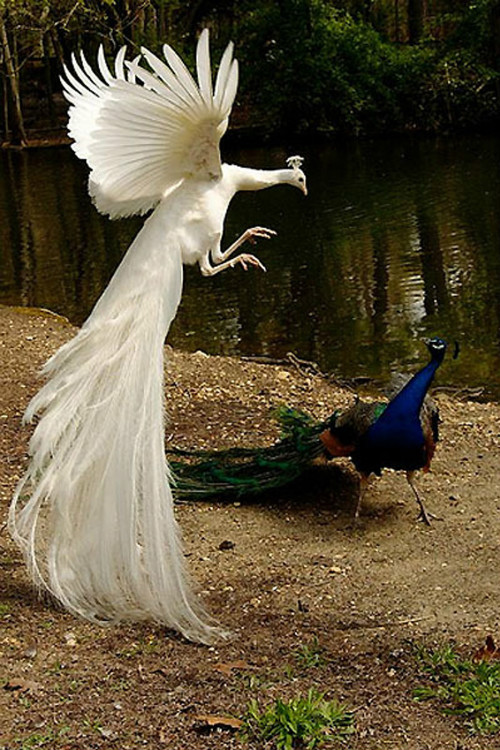 肇慶白鳳凰